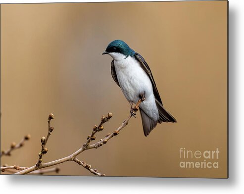 Tree Swallow Metal Print featuring the photograph Beautiful Tree Swallow by Sam Rino