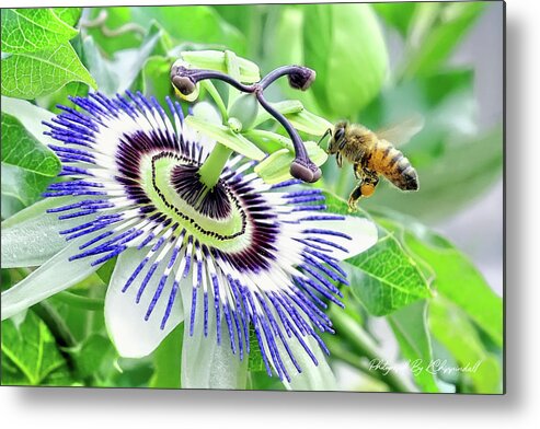 Bee Photo Prints Metal Print featuring the digital art Bee 87 by Kevin Chippindall