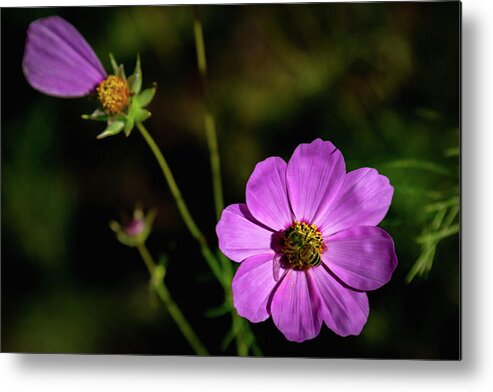Georgia Metal Print featuring the photograph Bee and Flower by Cindy Robinson