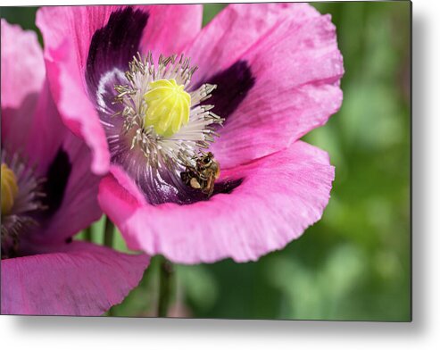 Bee Metal Print featuring the photograph Bee In A Pink Poppy by Tanya C Smith