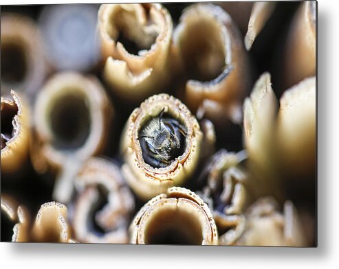 Hiding Metal Print featuring the photograph Bee in wooden insect hotel. by Christoph Hetzmannseder