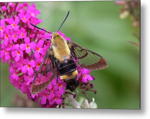 Animals Metal Print featuring the photograph Bee Moth on Bush by Charles Floyd