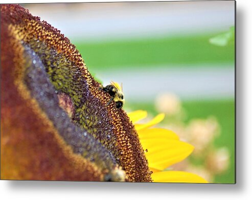 Orange Metal Print featuring the photograph Bee on Sunflower 4 by James Cousineau