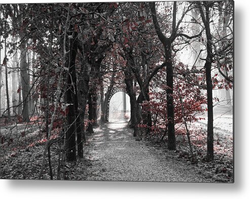 Landscape Metal Print featuring the photograph Beech forest tunnel by MPhotographer