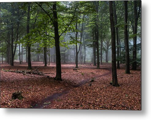 Scenics Metal Print featuring the photograph Beech Forest by William Mevissen