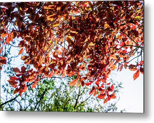 Background Metal Print featuring the photograph Beech tree with leaves in autumn colors by David Ridley