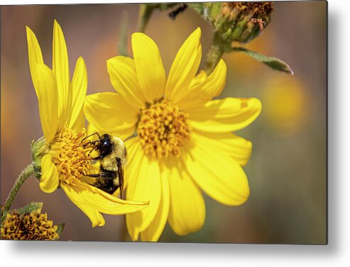  Metal Print featuring the photograph Bees and Daisys by Laura Terriere