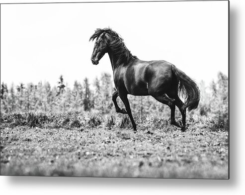 Photographs Metal Print featuring the photograph Believe III - Horse Art by Lisa Saint