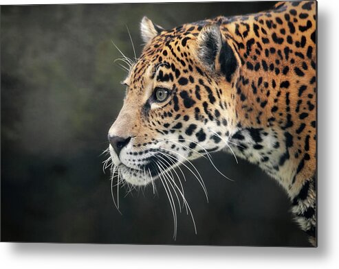 Cat Metal Print featuring the photograph Bella On The Prowl by Elaine Malott