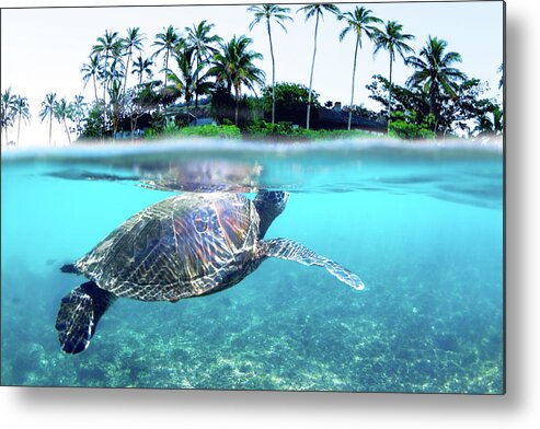  Sea Metal Print featuring the photograph Beneath The Palms by Sean Davey