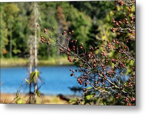 No People Metal Print featuring the photograph Berries overhang ing lake by Nathan Wasylewski