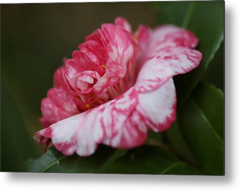 Camellia Metal Print featuring the photograph Bi-Color Camellia VI by Mingming Jiang