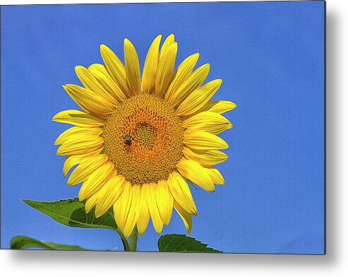Sunflower Metal Print featuring the photograph Big and Beautiful by Bill Barber