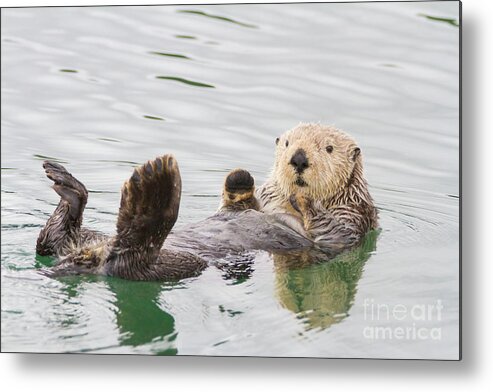 Otter Metal Print featuring the photograph Big Foot by Chris Scroggins