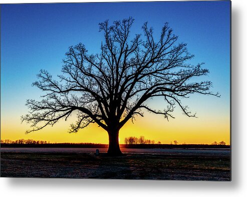Big Oak Tree Metal Print featuring the photograph Big Oak Tree at Sunset by Harold Rau