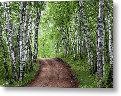 Trees Metal Print featuring the photograph Birch Tree Forest Path #3 by Patti Deters