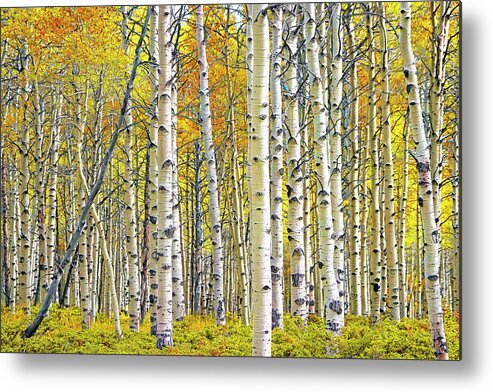 Nature Metal Print featuring the photograph Birch Tree Grove in Autumn Yellow Color by Randall Nyhof