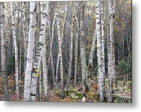 Photography Metal Print featuring the photograph Birch Trees by Larry Ricker
