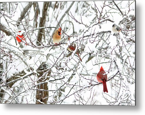 Birds Metal Print featuring the photograph Birds in a Snowy Tree by Trina Ansel