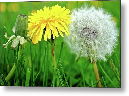 Dandelions Metal Print featuring the photograph Birth Life Death by Frozen in Time Fine Art Photography