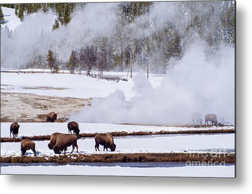 Bison Metal Print featuring the photograph Bison Along the River at Yellowstone National Park by L Bosco