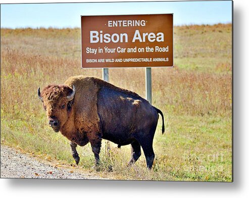 Bison Metal Print featuring the photograph Bison, in Iowa by Yvonne M Smith
