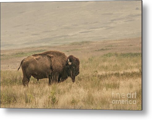 Bison Metal Print featuring the photograph Bison Standing Alone by Nancy Gleason