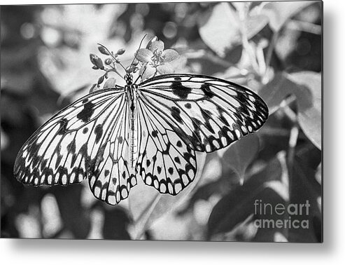 Paper Kite Metal Print featuring the photograph Black and White Butterfly BW by Elisabeth Lucas