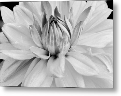 Flower Metal Print featuring the photograph Black and White Dahlia 3 by Amy Fose