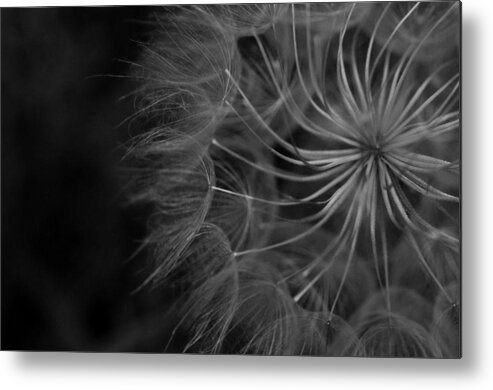 Nature Metal Print featuring the photograph Black and White Dandelion 1 by Amy Fose