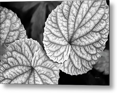 Leaves Metal Print featuring the photograph Black And White Leaves Abstract by Christina Rollo