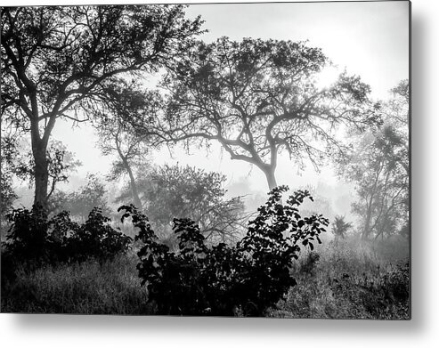 Black And White Metal Print featuring the photograph Black And White Misty Morning by MaryJane Sesto