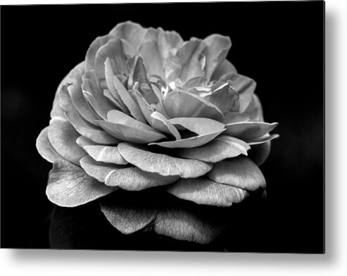 Black And White Metal Print featuring the photograph Black and White Rose by Carrie Hannigan