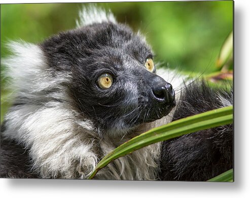 Black And White Ruffed Lemur Metal Print featuring the photograph Black and white Ruffed Lemur portrait by Gareth Parkes