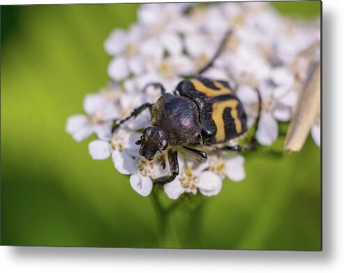 Nature Metal Print featuring the photograph Black-and-yellow bug enjoying flower nectar by Maria Dimitrova