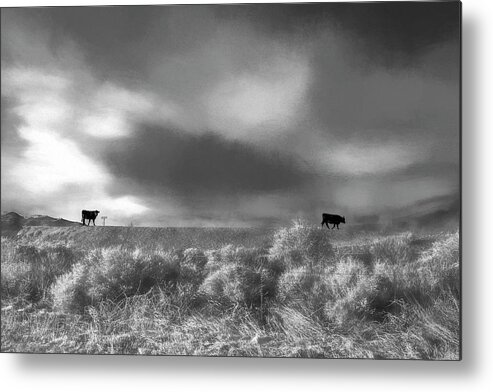 Going Metal Print featuring the photograph Black Angus in a Platinum Field by Wayne King