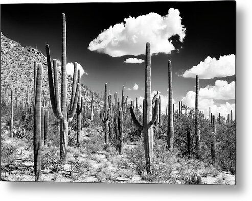 Arizona Metal Print featuring the photograph Black Arizona Series - Cactus Forest by Philippe HUGONNARD