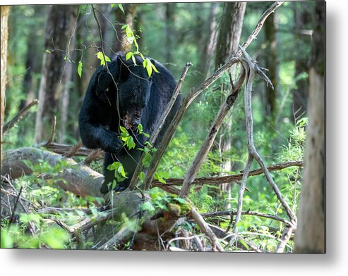 Black Bear; Walking; Log; Forest Floor; Nature Metal Print featuring the photograph Black bear eating leaves on a log on the forest floor by Dan Friend
