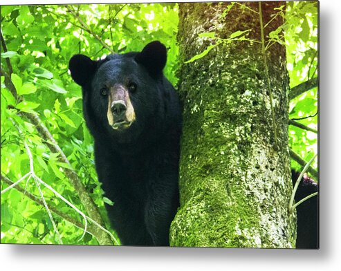 Bear Metal Print featuring the photograph Black Bear Up a Tree in the Croatan by Bob Decker