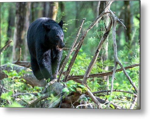 Black Bear Metal Print featuring the photograph Black bear walking along log on the forest floor by Dan Friend