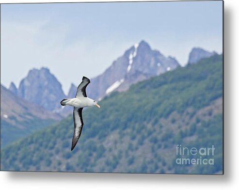 Albatross Metal Print featuring the photograph Black-browed Albatross - Beagle Channel by Tony Mills