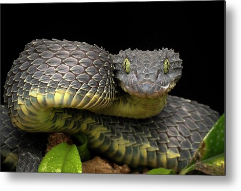 African Bush Viper, Atheris squamigera available as Framed Prints
