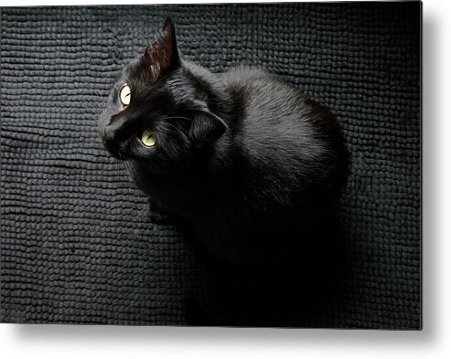 Cat Metal Print featuring the photograph Black Cat on a Black Mat by Katherine Nutt
