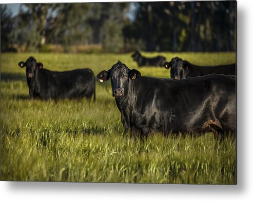 Grass Metal Print featuring the photograph Black Cattle by Lianne B Loach