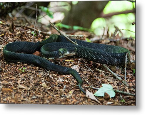 Brevard Metal Print featuring the photograph Black Rat Snake by Melissa Southern