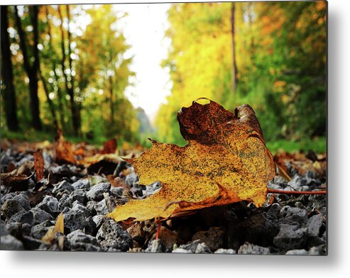 Acer Metal Print featuring the photograph Black spotted yellow marple leaf on gravel road which surrounded forest, which playing many colors. Pinch of autumn in semptember by Vaclav Sonnek