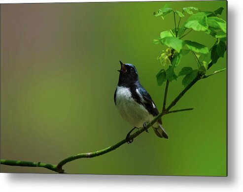 Black Throated Blue Warbler Sings To Delight Metal Print featuring the photograph Black Throated Blue Warbler Sings to Delight by Carolyn Hall