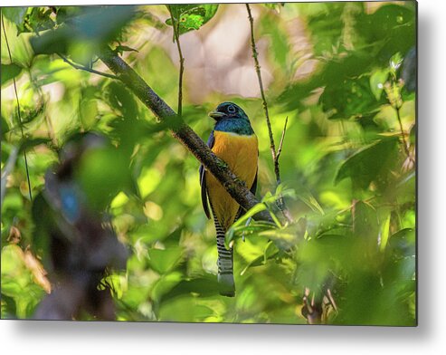 Costa Rica Metal Print featuring the photograph Black-throated Trogon by Adrian O Brien