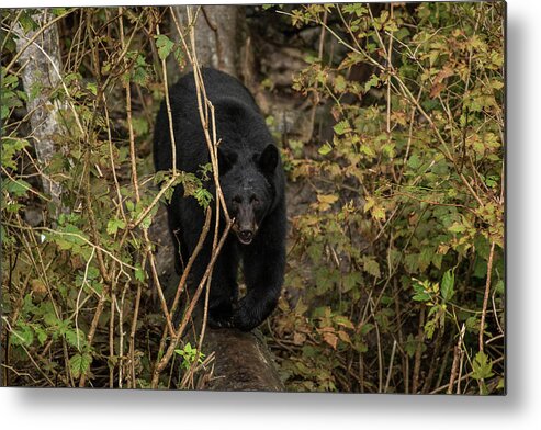Black Bear Metal Print featuring the photograph Blackie by David Kirby