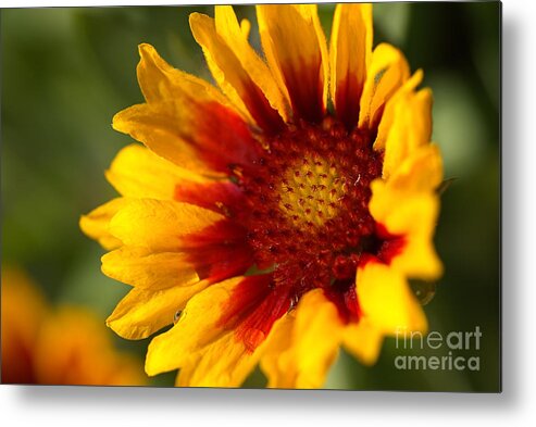 Tickseed Metal Print featuring the photograph Blanket flower Bright by Joy Watson
